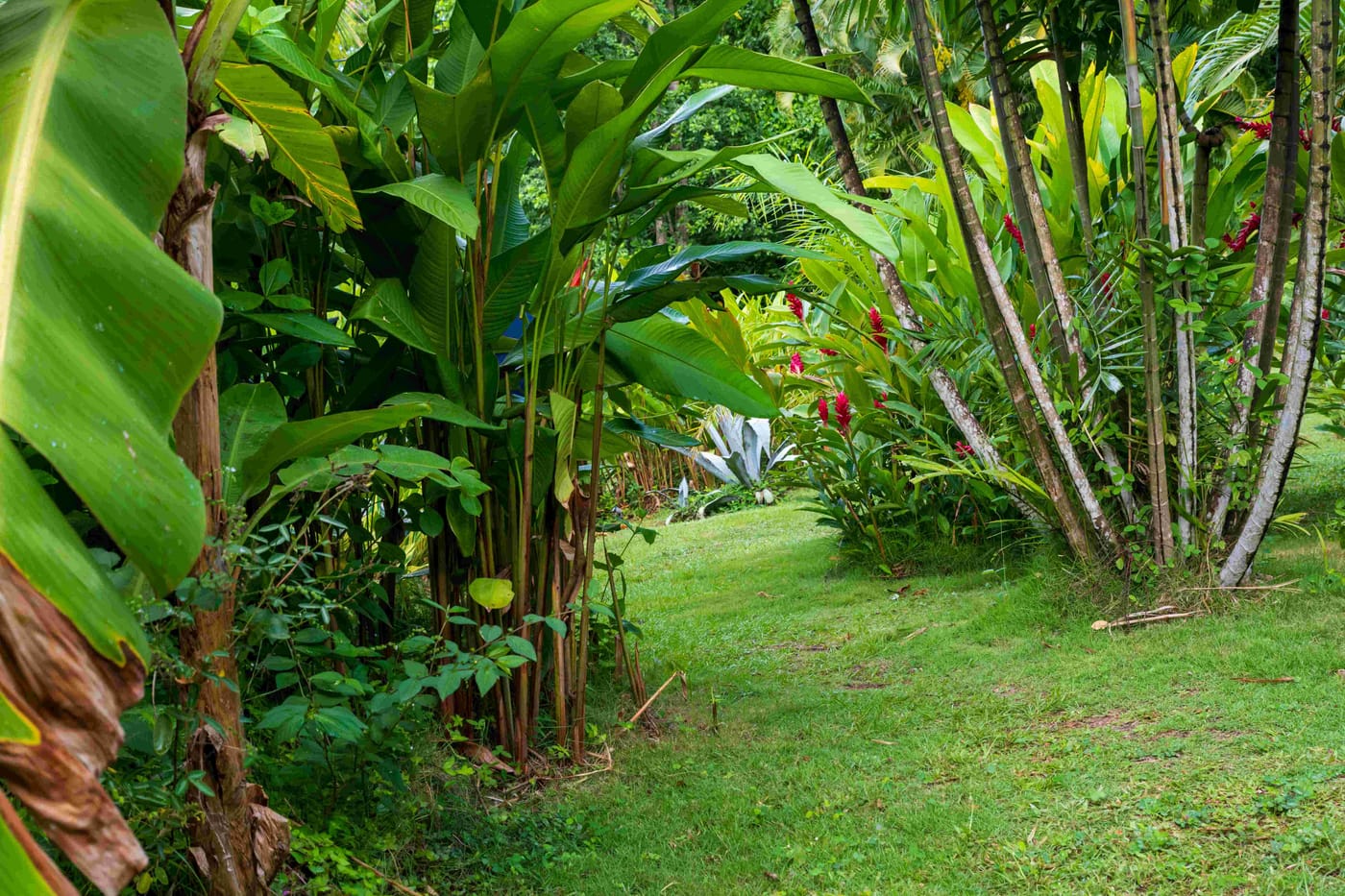Le jardin tropical de l'Habitation Getz