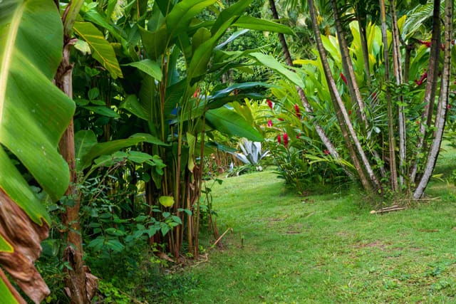 Le jardin tropical de l'Habitation Getz